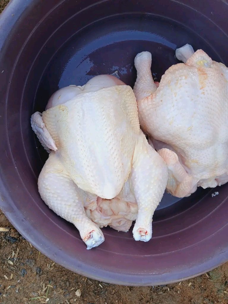 Rebochicks Media Gallery raw chicken