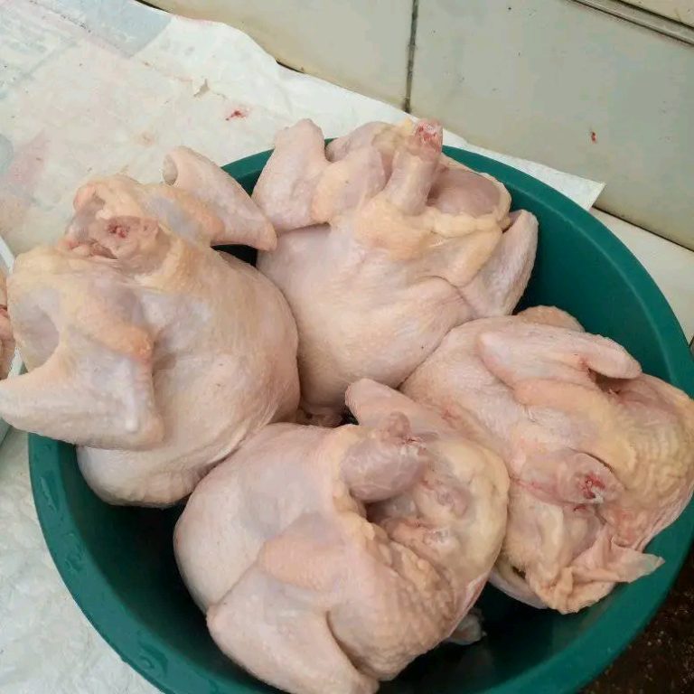 Rebochicks Media Gallery