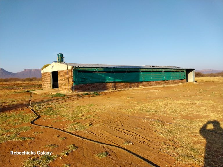 Rebochicks Media Gallery 2