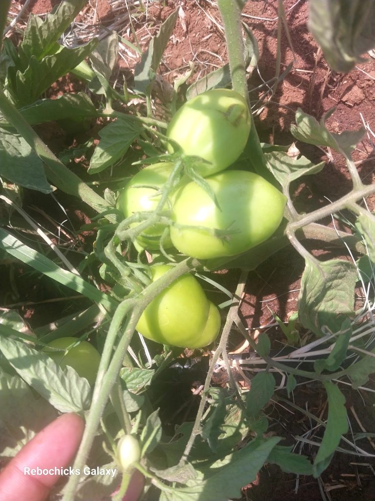 Rebochicks Media Gallery 1