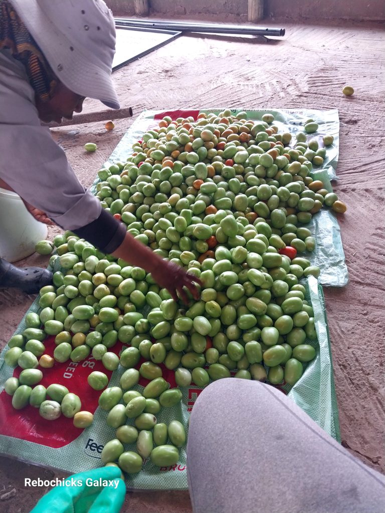 Rebochicks Media Gallery